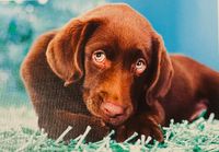 Trefl Puppies - limited edition 3v1 - obrázek puzzlí