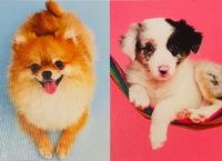 Trefl Puppies 3v1 - obrázek puzzlí