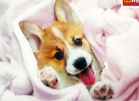 Trefl Puppy - obrázek puzzlí