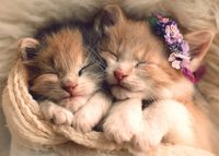 Trefl Sleeping Kittens - puzzle image