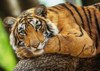 Trefl Tiger Portrait - obrázek puzzlí