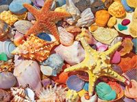 White Mountain Beach Shells - puzzle image