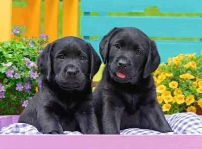 Ravensburger Puppy Life - obrázek puzzlí