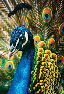 Interdruk Colourful nature 1 - obrázek puzzlí
