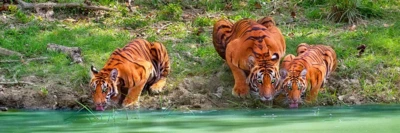 Crown and Andrews Tiger & Cubs Drinking - obrázek puzzlí
