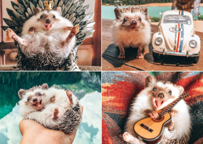 Willow Creek Press Herbee the Hedgehog - obrázek puzzlí