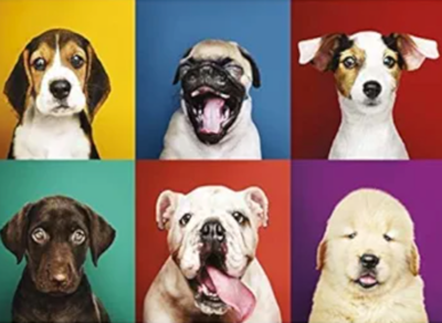 Turner Licensing Puppy Portraits - obrázek puzzlí