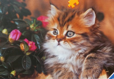 Ravensburger Minkus the kitten - puzzle image