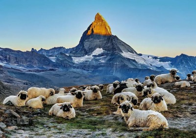 Ravensburger Meet the Sheep Zermatt - obrázek puzzlí