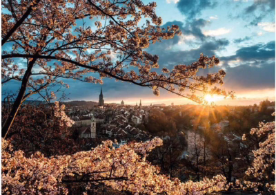 Ravensburger Cherry blossoms in Berne - obrázek puzzlí