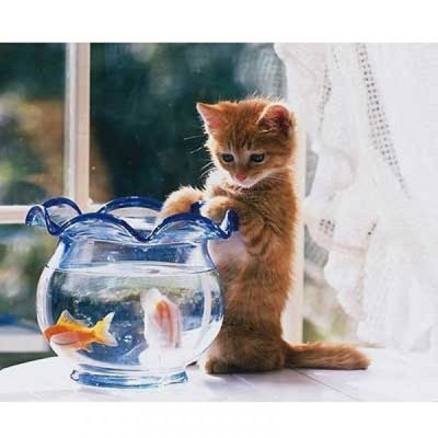 Nathan Poissons en danger - obrázek puzzlí
