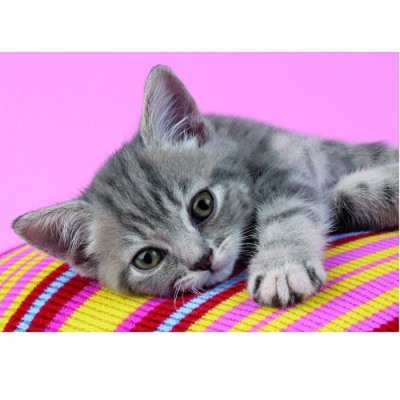 Clementoni Grey kitten - Puzzlebild