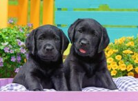 Ravensburger Puppy Life - puzzle image