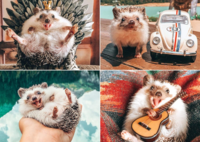 Willow Creek Press Herbee the Hedgehog - puzzle image