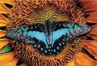 Interdruk Colourful nature 2 - puzzle image