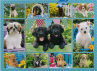 Ravensburger Puppy Love - obrázek puzzlí