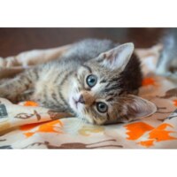 Bluebird Kitten - puzzle image