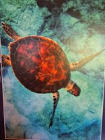 Lais Puzzle Schildkröte - puzzle image