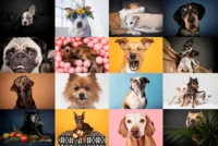 Oakland Puzzle Company Dogs by Ellen Shershow - puzzle image