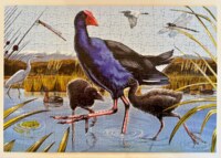Holdson Treasures of Aotearoa - Season 3 - Pukeko Waders - パズル画像