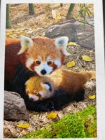 Eurographics Red pandas - imagen del puzzle