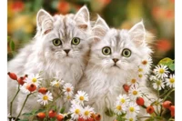 Castorland Persian Kittens - パズル画像