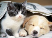 Nathan Wake up - image du puzzle