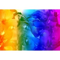 WoodenCity Birds Paradise - imagen del puzzle