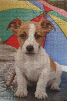 Schmidt Little Dog - image du puzzle