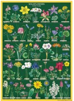 Cavallini & Co. Wildflowers - puzzle image