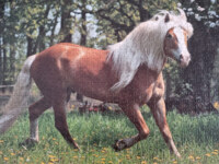 Ravensburger On The Trot - パズル画像