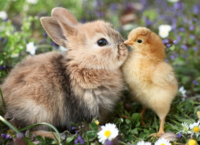 Ravensburger Bunny and Chicken - puzzle image