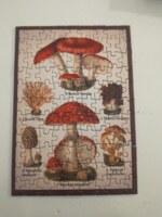 Penny Puzzle Fungal Studies - パズル画像