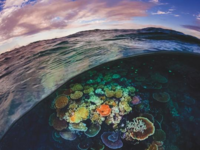 New York Puzzle Company Great Barrier Reef - obrázek puzzlí