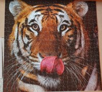 F.X. Schmid Wildpark Tiger (standard cut) - パズル画像