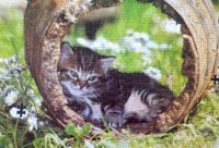MB Puzzle Petit chat dans le tonneau - puzzle image