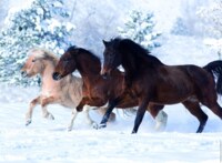 Ravensburger Gallop in the Snow - puzzle image