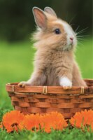 Trefl Lovely Animals: Bunny in a Basket - imagen del puzzle
