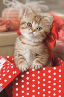 Trefl Polka Dot Cat - imagen del puzzle